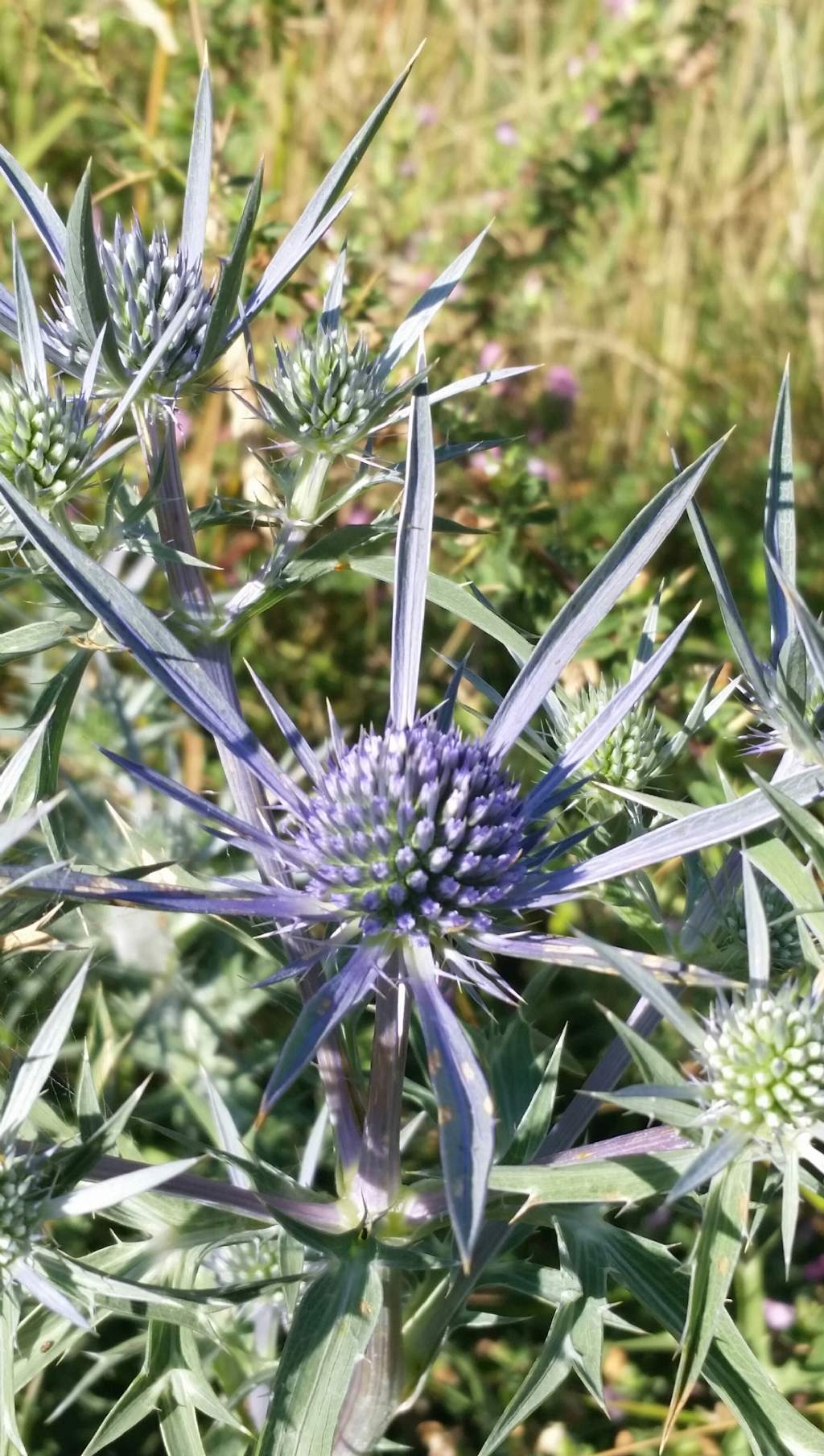 Eryngium amethistinum